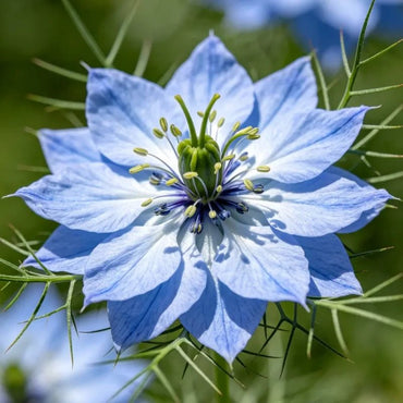 Lilac Love - in - a - Mist Seeds - Verdseeds