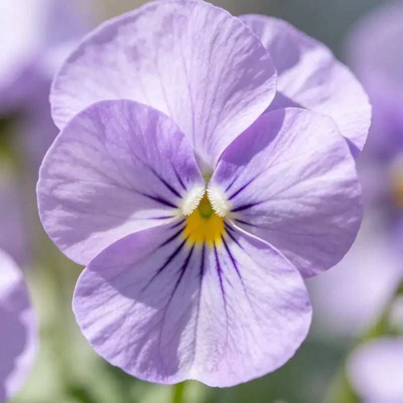 Lilac Viola Seeds - Verdseeds