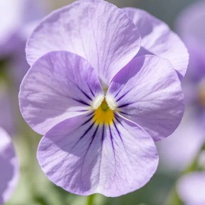 Lilac Viola Seeds - Verdseeds