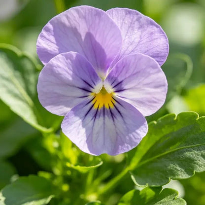 Lilac Viola Seeds - Verdseeds