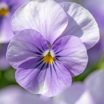 Lilac Viola Seeds - Verdseeds