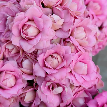 Lilian Kalanchoe Seeds - Verdseeds