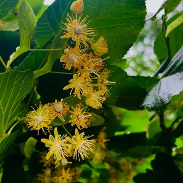 Linden Seeds - Verdseeds