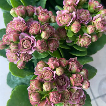 Lisbon Kalanchoe Seeds - Verdseeds