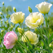 Lisianthus Seeds - Verdseeds