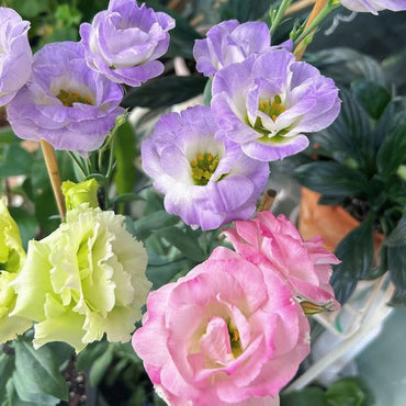 Lisianthus Seeds - Verdseeds