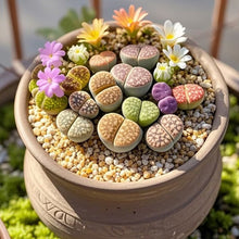 Lithops Seeds - Verdseeds