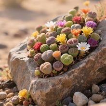 Lithops Seeds - Verdseeds