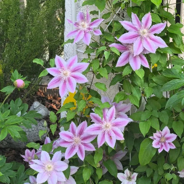 Little Duckling Clematis Seeds - Verdseeds