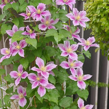 Little Duckling Clematis Seeds - Verdseeds