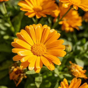 Little Flower Golden Yellow Calendula(Pot Marigold) Seeds - Verdseeds