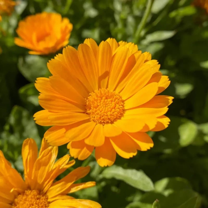 Little Flower Golden Yellow Calendula(Pot Marigold) Seeds - Verdseeds