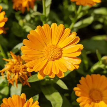 Little Flower Golden Yellow Calendula(Pot Marigold) Seeds - Verdseeds