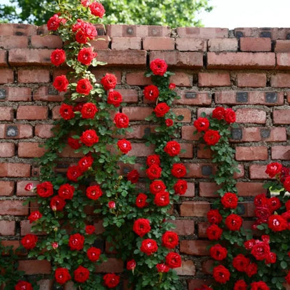 Little Girl Rose Seeds - Verdseeds