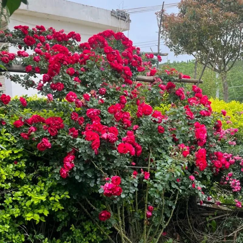 Little Girl Rose Seeds - Verdseeds