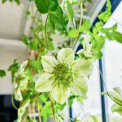 Little Green Clematis Seeds - Verdseeds