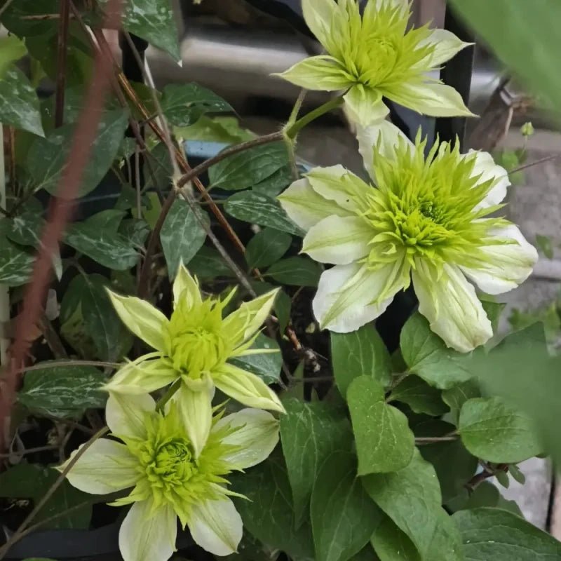 Little Green Clematis Seeds - Verdseeds