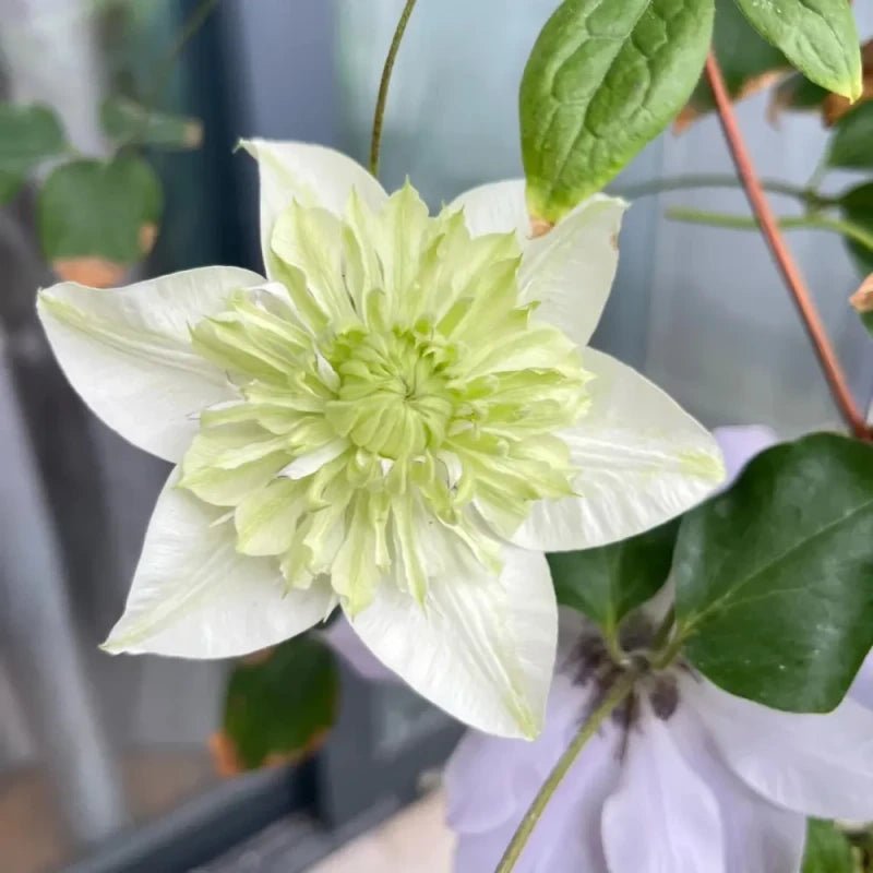 Little Green Clematis Seeds - Verdseeds