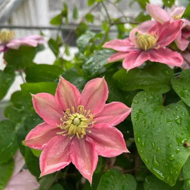 Little Mermaid Clematis Seeds - Verdseeds