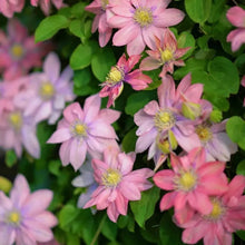 Little Mermaid Clematis Seeds - Verdseeds
