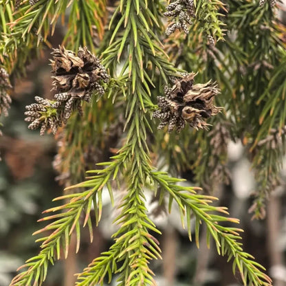 Japanese Cedar Seeds