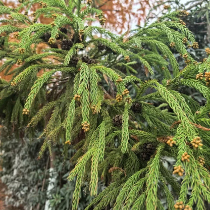 Japanese Cedar Seeds