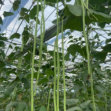 Long Bean Seeds - Verdseeds
