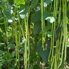 Long Bean Seeds - Verdseeds