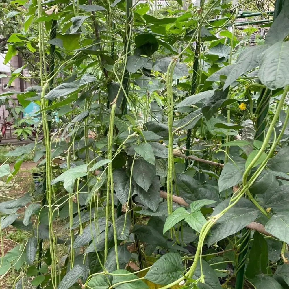 Long Bean Seeds - Verdseeds