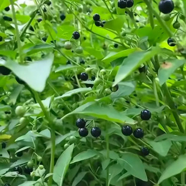Black Nightshade Seeds