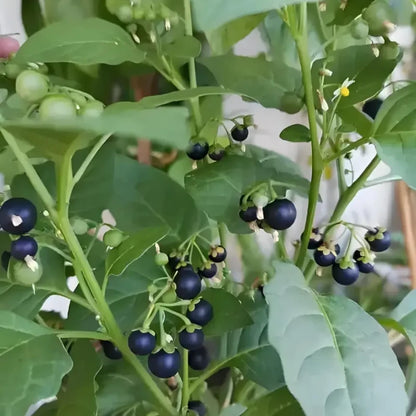 Black Nightshade Seeds