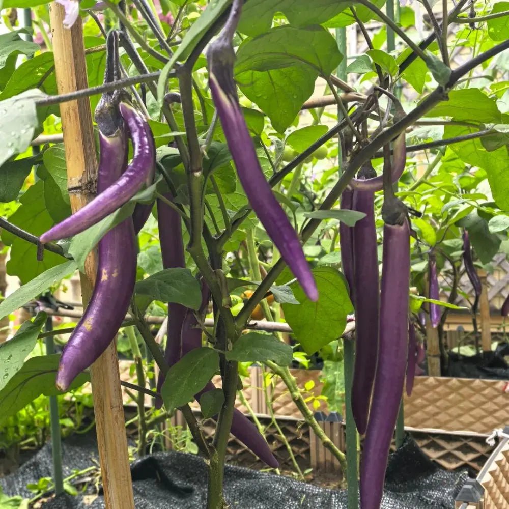 Long Purple Eggplant Seeds - Verdseeds
