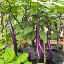 Long Purple Eggplant Seeds - Verdseeds