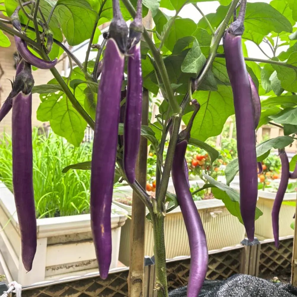 Long Purple Eggplant Seeds - Verdseeds