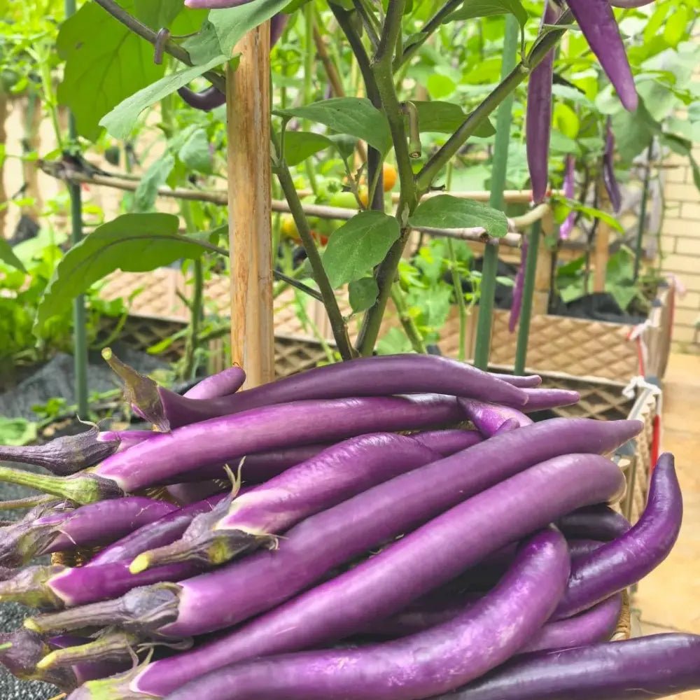Long Purple Eggplant Seeds - Verdseeds