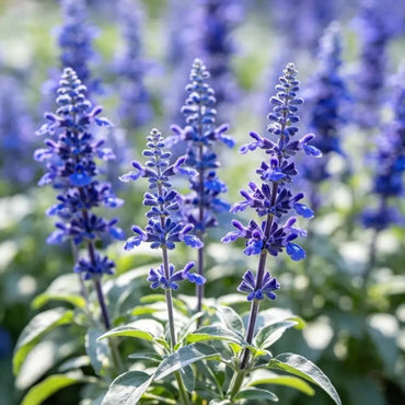 Low Pole Blue Sage Seeds - Verdseeds