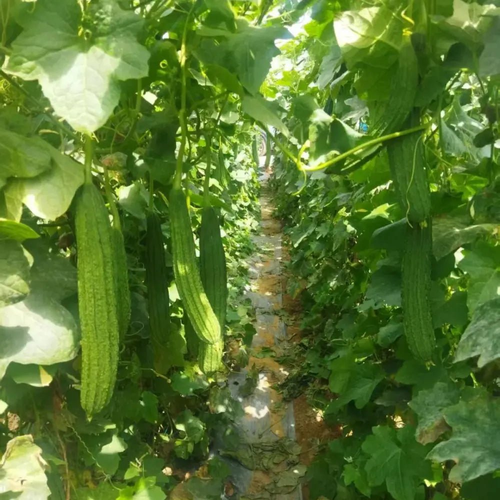 Luffa Seeds - Verdseeds