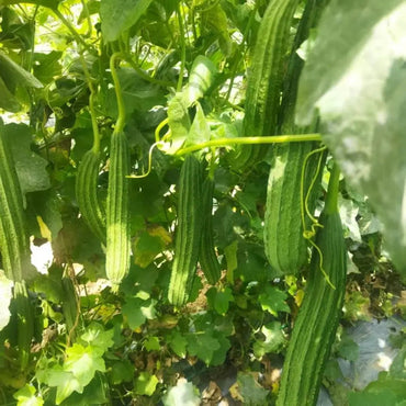 Luffa Seeds - Verdseeds