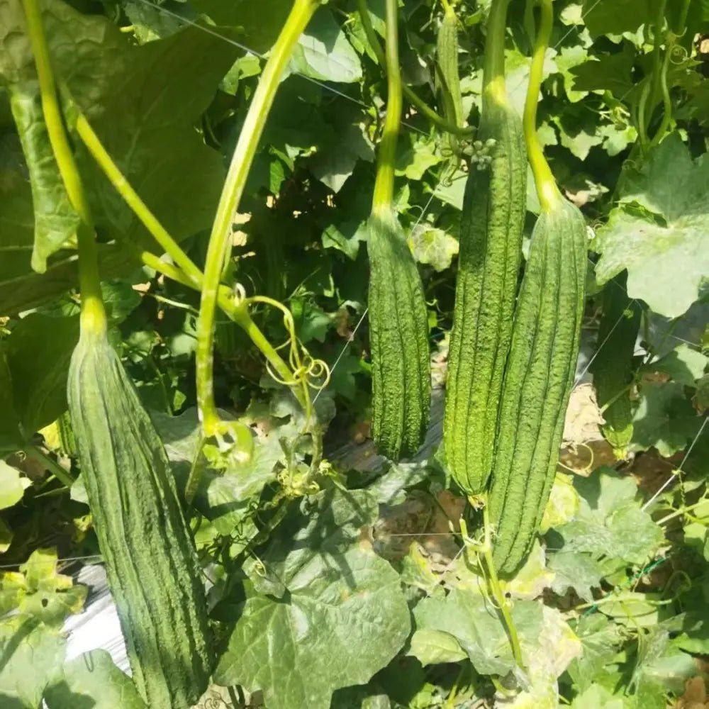 Luffa Seeds - Verdseeds