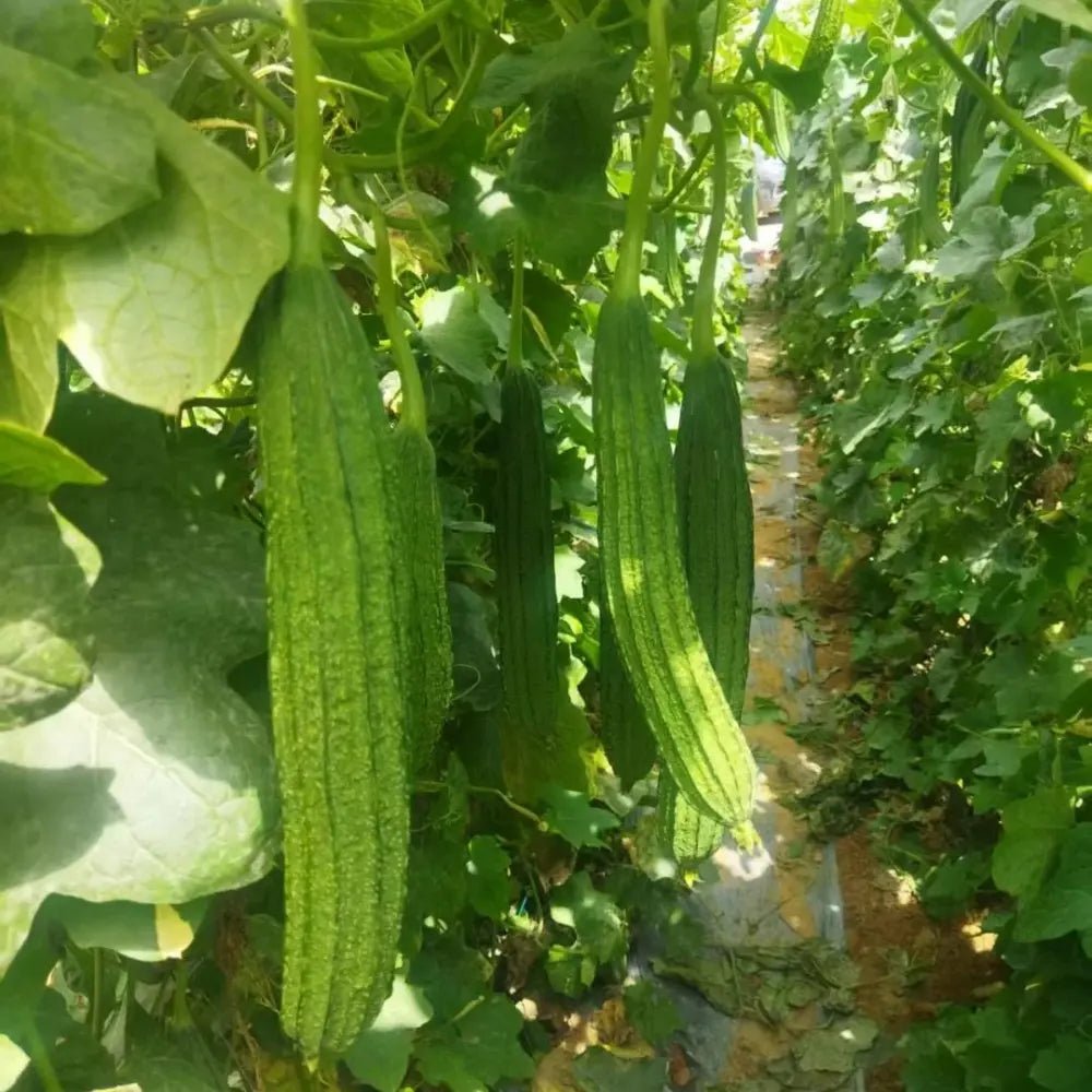Luffa Seeds - Verdseeds