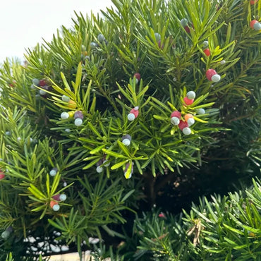 Buddhist Pine Seeds
