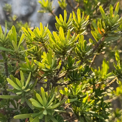 Buddhist Pine Seeds