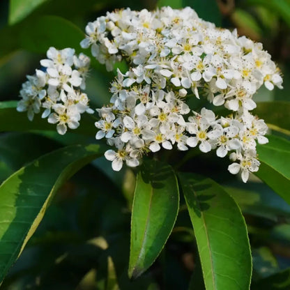 Chinese Photinia Seeds