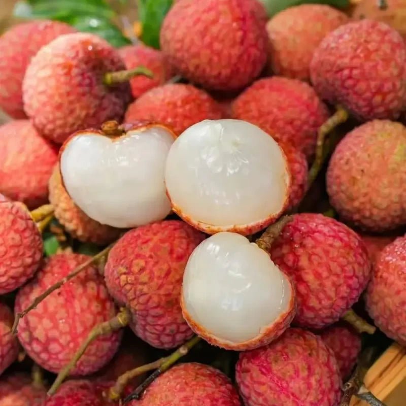 Lychee Seeds - Verdseeds