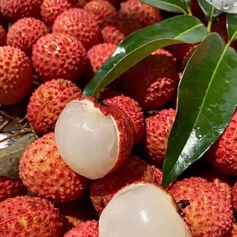 Lychee Seeds - Verdseeds