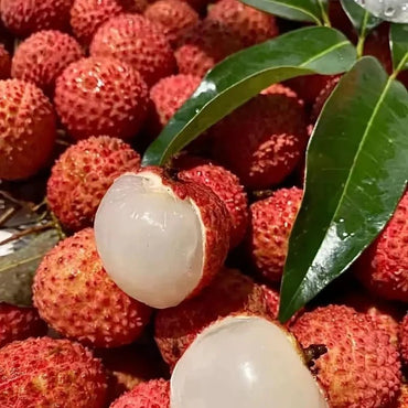 Lychee Seeds - Verdseeds