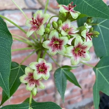 Jatropha Seeds