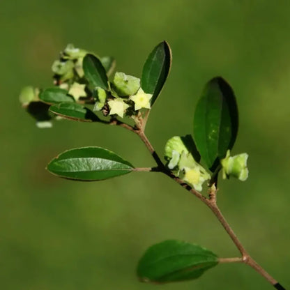 Chinese Christ's Thorn Seeds