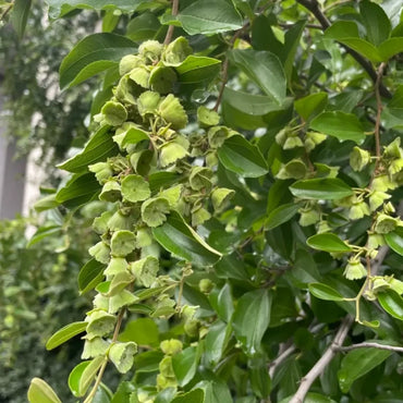 Chinese Christ's Thorn Seeds
