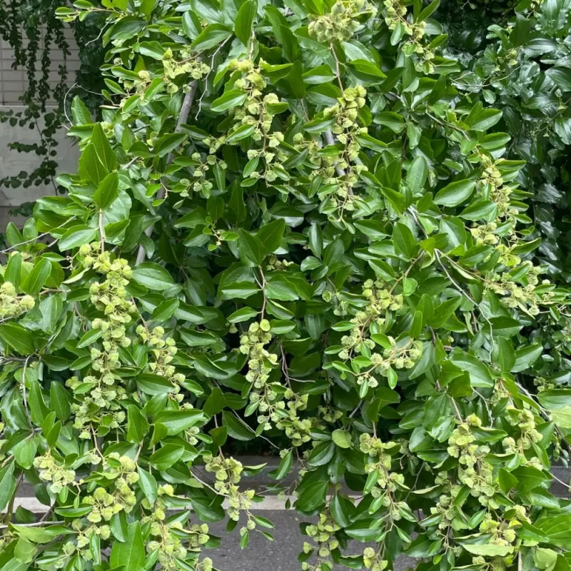 Chinese Christ's Thorn Seeds
